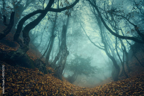 Fotomural Sendero a través de un misterioso bosque oscuro de edad en la niebla