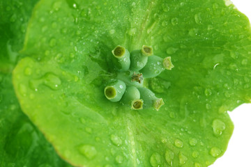 Wall Mural - Green leaf with droplets, closeup