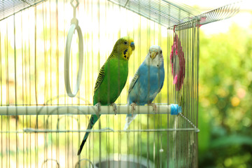 Wall Mural - Cute colorful budgies in cage, outdoors