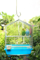 Wall Mural - Cute colorful budgies in cage, outdoors