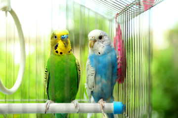 Wall Mural - Cute colorful budgies in cage, outdoors