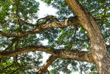 Fototapeta  - mimosa tree branches