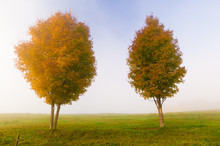Two Maple Trees On A Foggy Autumn Morning