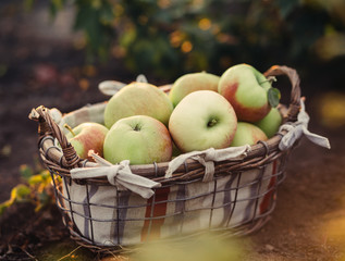 Wall Mural - Organic apples 