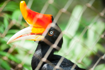 Wall Mural - hornbill bird on green natural background