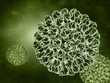 Rotavirus bacteria