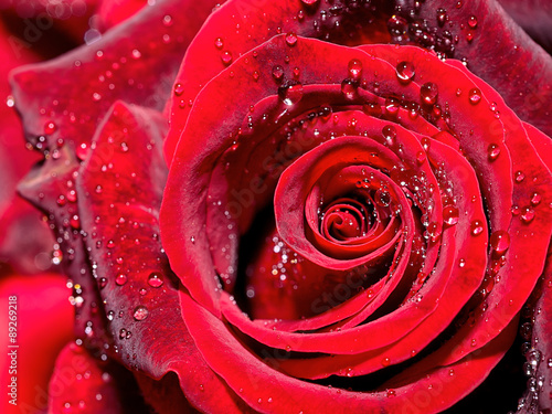 Fototapeta na wymiar Drops of water on the rose