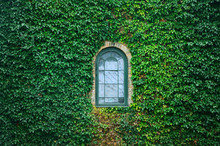 Old Church Window Surrounded By Creeping Ivy Plants