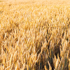 backdrop of ripening ears of yellow wheat field on the sunset cl