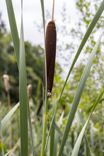 Photograph Of Cattails