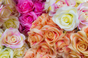 beautiful rose flower background