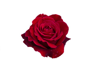 Dark red rose