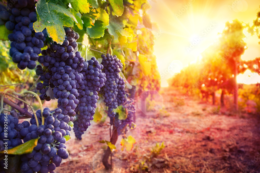 vineyard with ripe grapes in countryside at sunset - obrazy, fototapety, plakaty 