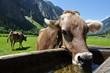 Kuh an Viehtränke in Tirol / Österreich