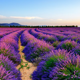 Fototapeta Krajobraz - Lavender field