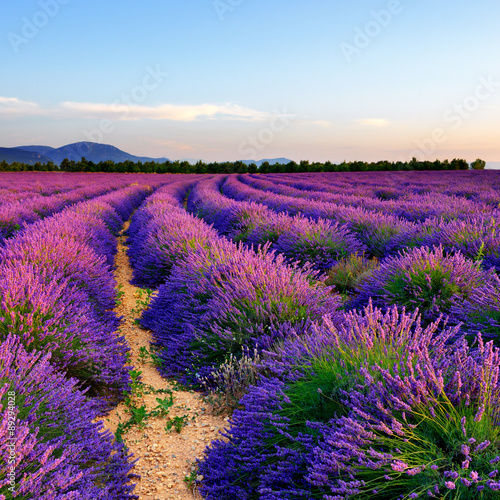 Naklejka na szafę Lavender field