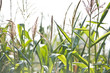 Tegoroczna susza dotknęła również kukurydzę. Plony w tym roku będą słabe.