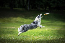 Frisbee Dog Catching Fliyng Disc