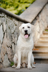 Poster - yellow labrador dog sitting outdoors