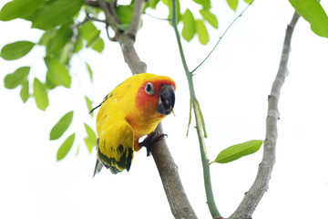 Wall Mural - Lovely Sun Conure parrot on the branch