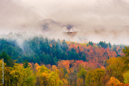 Fotografie, Obraz Maple trees on a hillside in Vermont during peak foliage season.