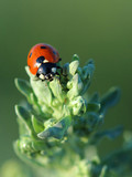 Fototapeta Mapy - Ladybird on leaves absinthe wormwood