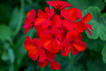 Poster - red flowers home street. the flowers grow next to people's homes. flowers should please men and wome