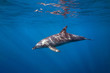 Sunkissed Dolphin