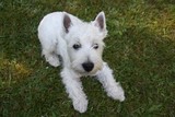 Fototapeta Psy - West Highland White Terrier
