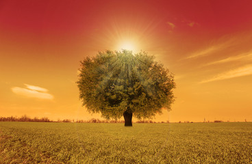 Canvas Print - Beautiful sunset with tree