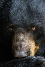 Portrait Of A Black Bear