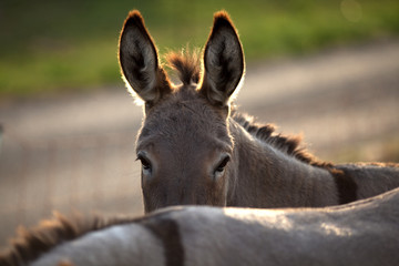 funny donkey