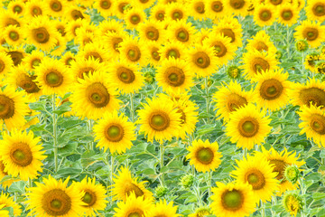 Wall Mural - a lot of sunflower in sunflower field , Lopburi , Thailand