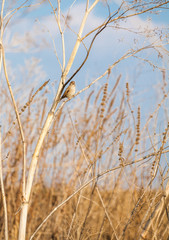 Naklejka na meble Passer domesticus
