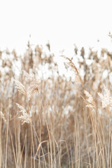 Naklejka na meble Seedy reed stalks