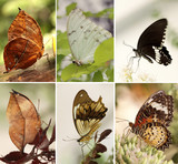 Fototapeta  - Motyle egzotyczne mix