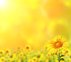 Fotomurales - Bright sunflowers on yellow background