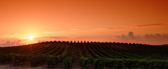 Canvas Print - Vignoble Corse dans la plaine d'Aléria