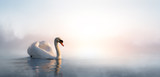 Art beautiful landscape with a swan floating on the lake