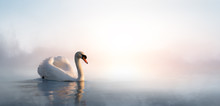 Art Beautiful Landscape With A Swan Floating On The Lake