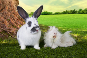 cute hare and a guinea pig eating grass under a tree on a summer