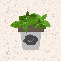 Vector - Fresh basil herb in a flowerpot. Aromatic leaves used to season meats, poultry, stews, soups, bouquet granny