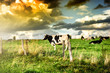 Herd of cows at summer sunset