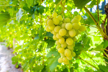 White Grapes Hanging On A Bush In A Sunny Beautiful Day