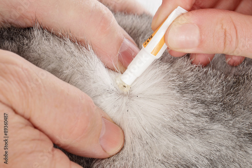 Fotografia  traitement anti-puces sur chat