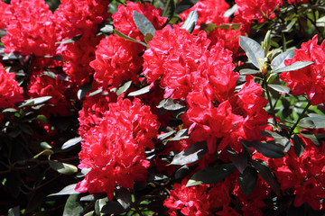 Sticker - rhododendron as very nice flower background