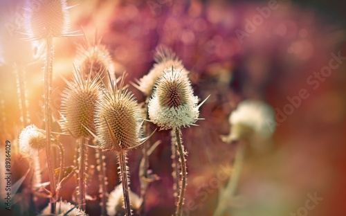 Fotomural Thistle - dry burdock (beautiful nature)