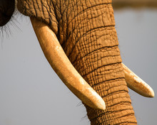 African Elephant Tusks