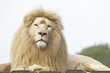 Weißes Löwenmännchen Porträt
