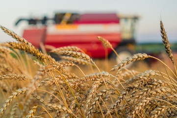 Combine harvesting wheat with selective focus on rye